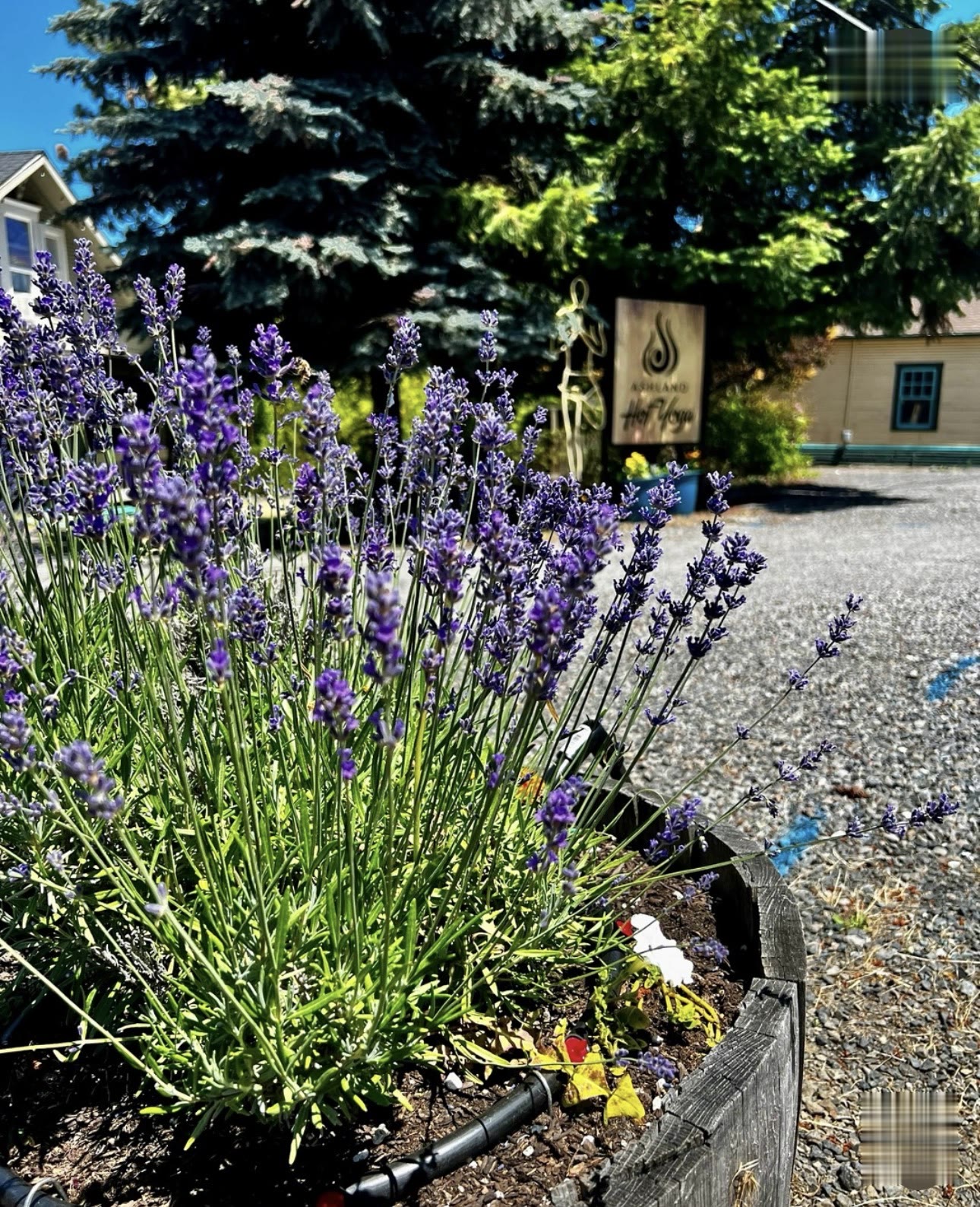 Lavender blooming by the studio sign