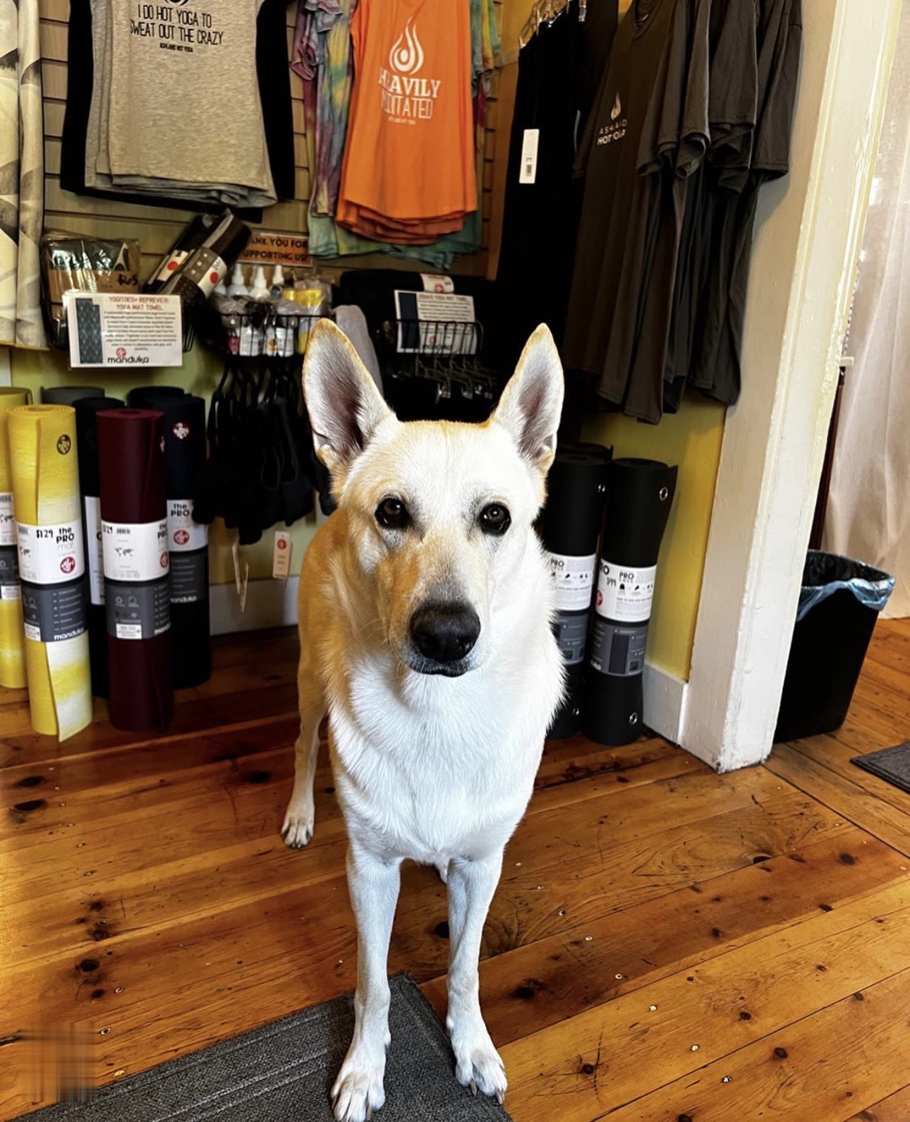 The studio dog greeting visitors in the boutique